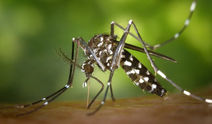 Experimentul Jurrasic Park, potenţial pericol pentru umanitate. 750 milioane de ţânţari modificaţi genetic vor fi eliberaţi în natură