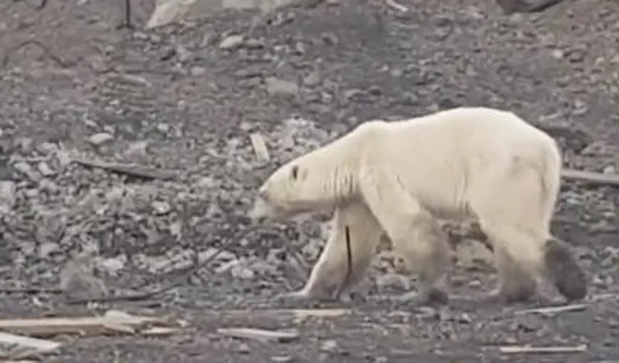 Imagini sfâşietoare cu un urs polar. Este înfometat şi extrem de slab