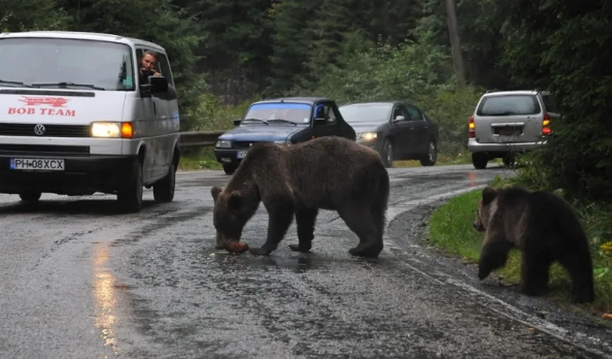Opt urşi au fost îndepărtaţi de jandarmi din staţiuniile de pe Valea Prahovei. Avertismentul autorităţilor