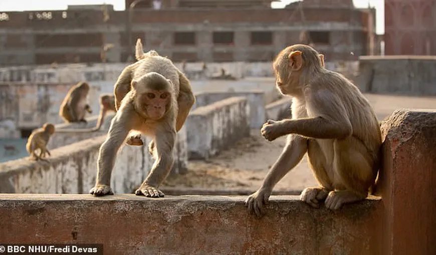 Maimuţele ucigaşe. O mamă şi cei patru copii ai săi au fost omorâţi de un grup de primate