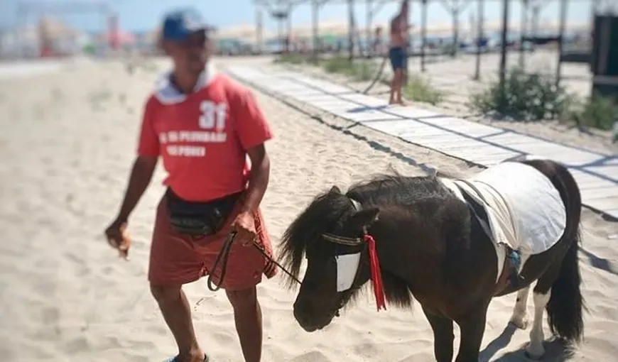 Doi ponei au fost confiscaţi de Poliţia Locală de pe o plajă din staţiunea Mamaia