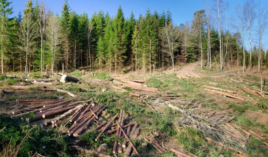 Furtul de arbori va fi faptă penală, conform noului Cod Silvic aprobat de Parlament