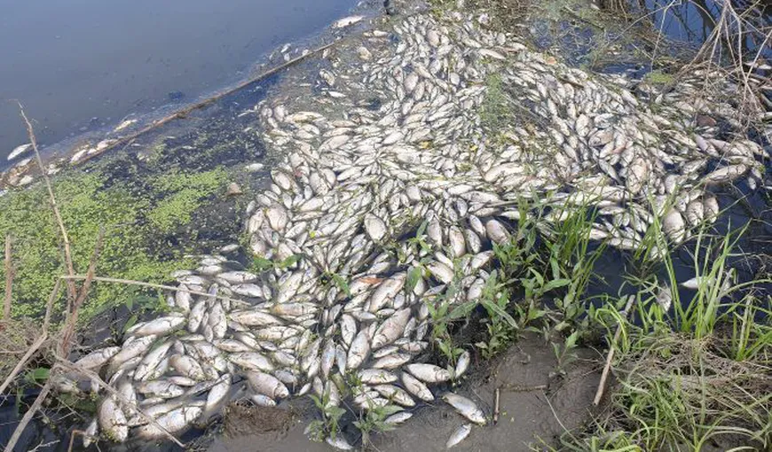 Dezastru ecologic pe râul Bahlui. „Malurile sunt albe cu peşti morţi!” VIDEO