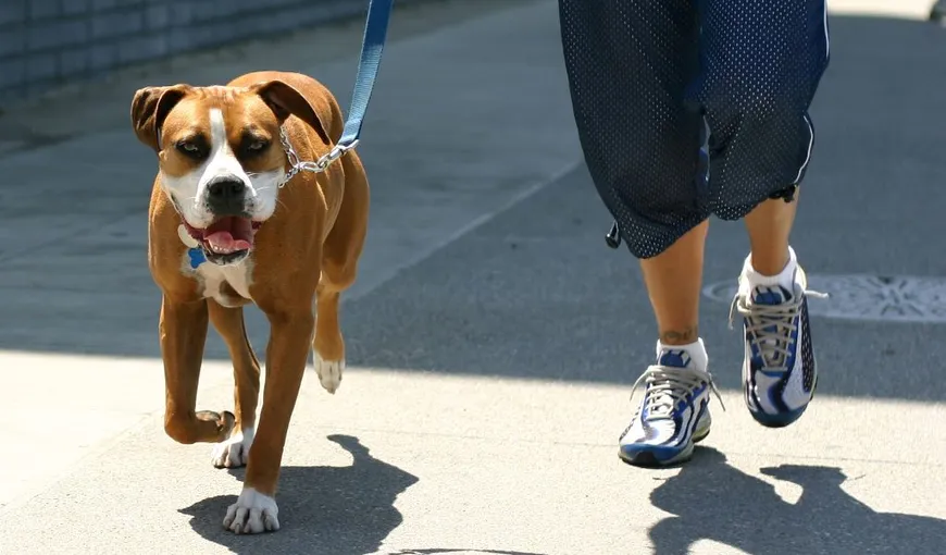 PROIECT DE LEGE. Posesorii de animale vor fi obligaţi să îşi plimbe căţeii de două ori pe zi