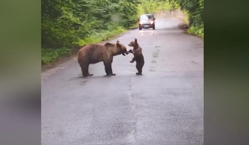 VIDEO Imagini emoţionante pe o şosea din Harghita. O ursoaică se joacă cu puiul ei în mijlocul drumului