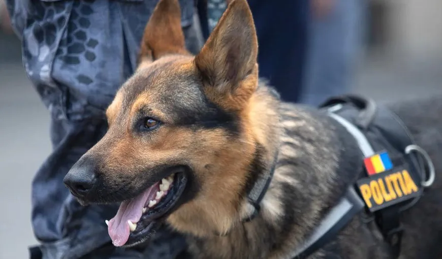 Europol, reacţie dură după ce Marcel Vela a infiinţat „Poliţia Animalelor”: Câinii poliţişti trăiesc în condiţii mizere