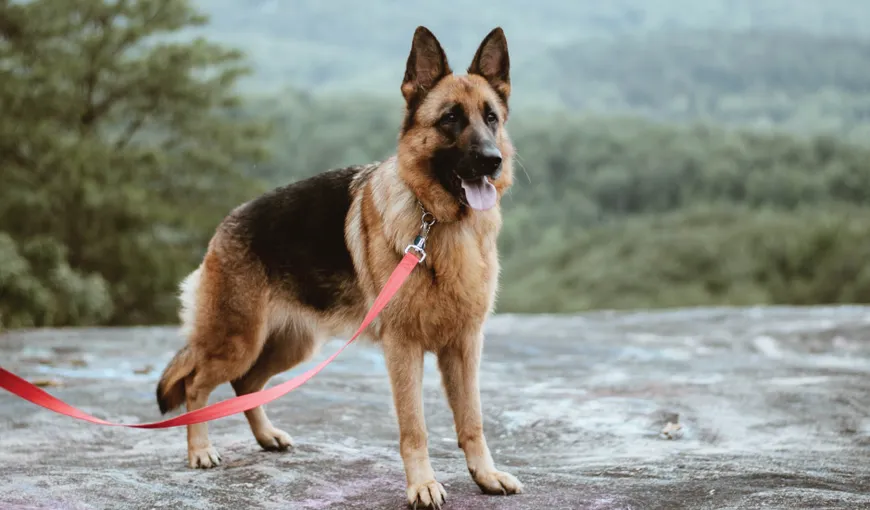 Un câine a devenit erou în Germania. Patrupedul şi-a dat viaţa pentru a-şi scăpa stăpânul dintr-un incendiu