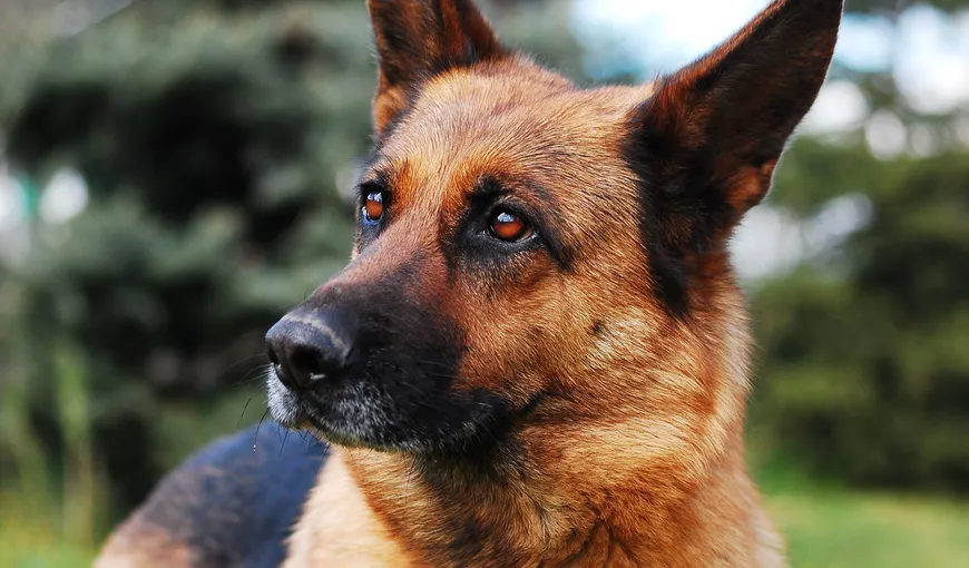 Câinele, cel mai bun prieten al omului. Un ciobănesc german a murit într-un incendiu, după ce şi-a salvat stăpânul
