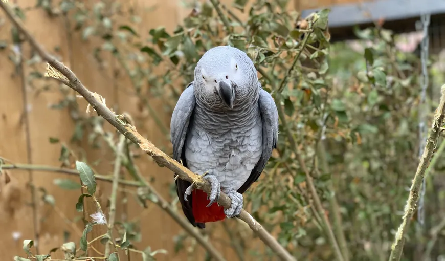 Mai mulţi papagali de la grădina zoologică au fost separaţi pentru că se încurajau reciproc să înjure vizitatorii