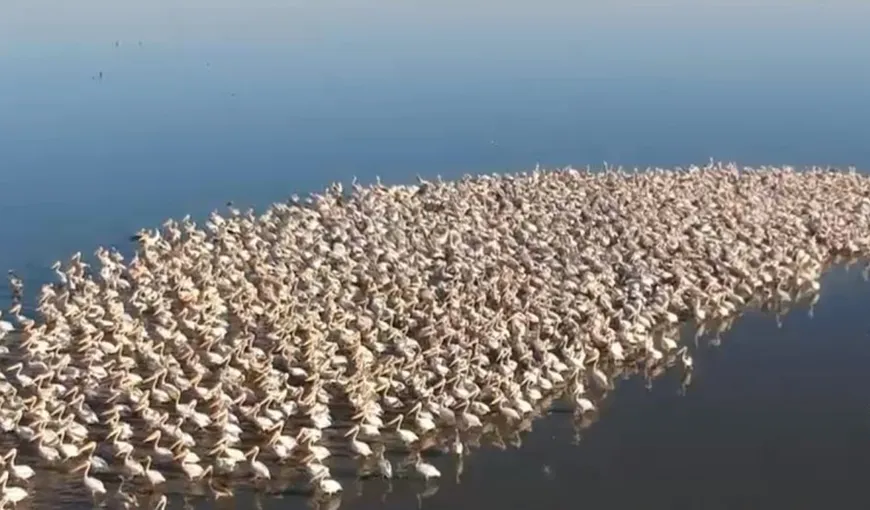 IMPRESIONANT! Sute de pelicani au fost surprinşi pe un lac din Galaţi, înainte de a migra în ţările calde