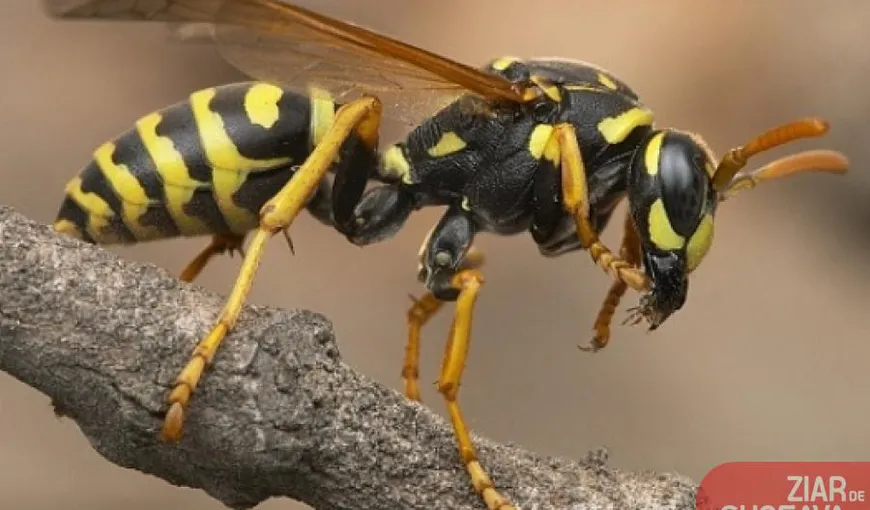 A murit la 40 de ani după ce a fost înţepat de o viespe. S-a întocmit dosar pentru „ucidere din culpă”