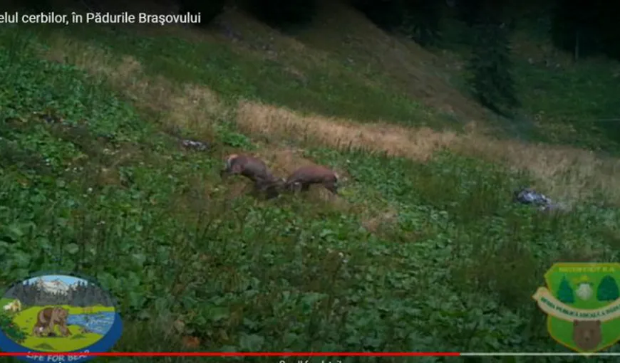 Imagini cu cerbi în duel surprinse în pădurile din Braşov VIDEO