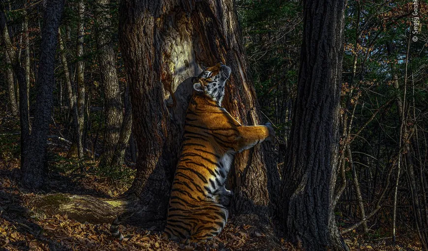 Un tigru care îmbrăţişează un copac, imaginea anului 2020. A fost realizată de un fotograf rus