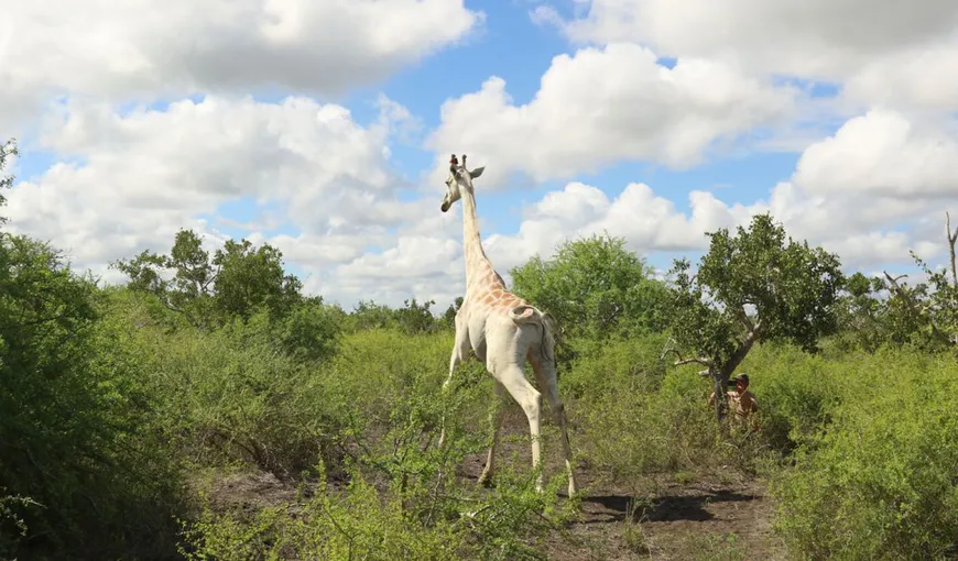 Ultima girafă albă din lume beneficiază de măsuri extreme de protecţie. Cum sunt desurajaţi braconierii să se apropie de ea
