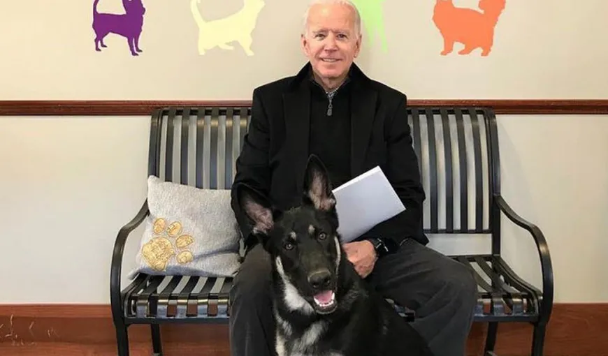 Major, animalul de companie al lui Joe Biden face furori pe Internet. Este primul căţel vagabond care ajunge la Casa Albă