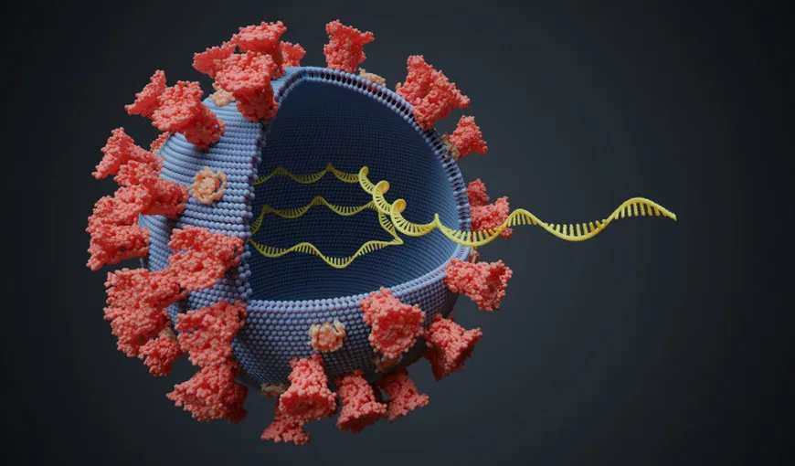 STUDIU american: Mutaţia suferită de SARS-CoV-2, mai contagioasă decât virusul în sine. A devenit deja principala formă