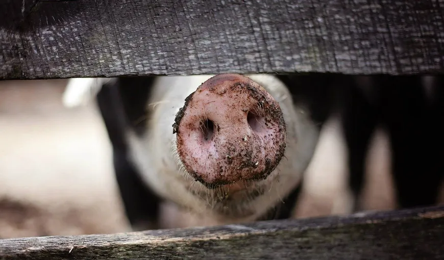 Veste proastă înainte de Ignat. Sute de focare de pestă porcină africană în România