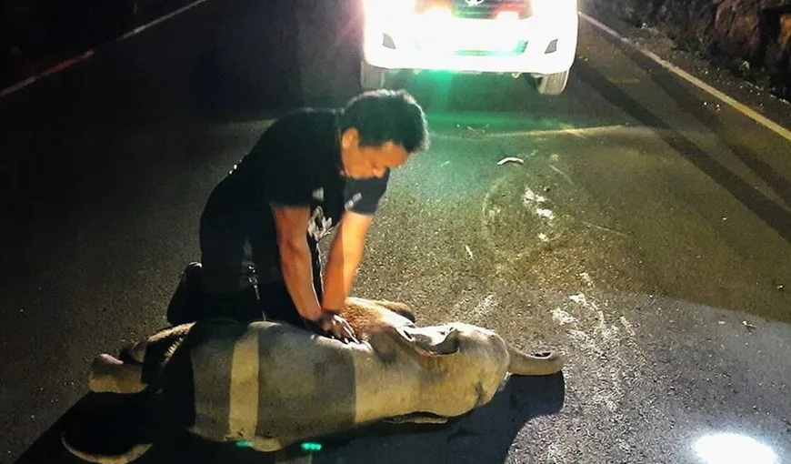 Imagini emoționante! Pui de elefant resuscitat de un ambulanțier, după ce a fost lovit de motocicletă