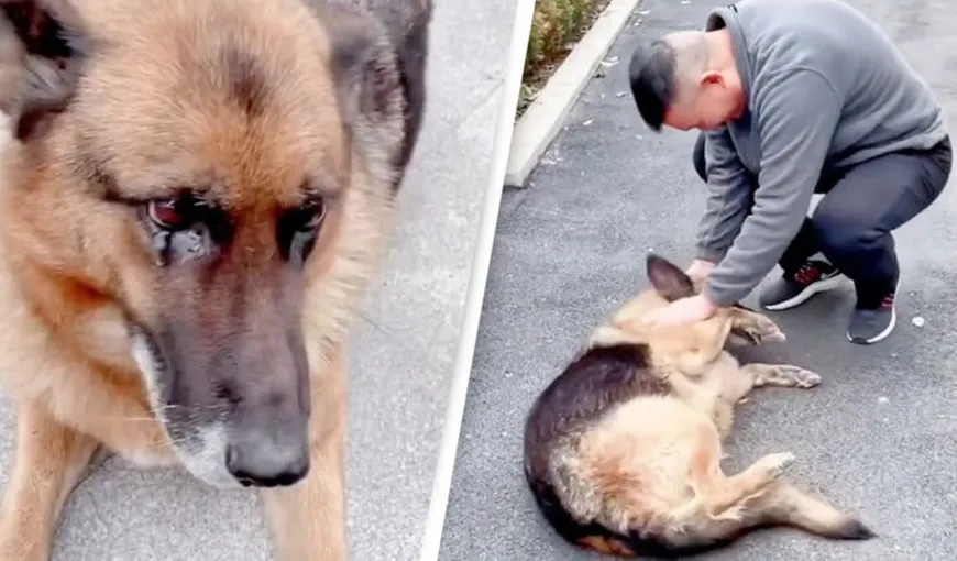 Clipul care a rupt milioane de inimi. Un câine poliţist ieşit la pensie plânge la reîntâlnirea cu stăpânul VIDEO