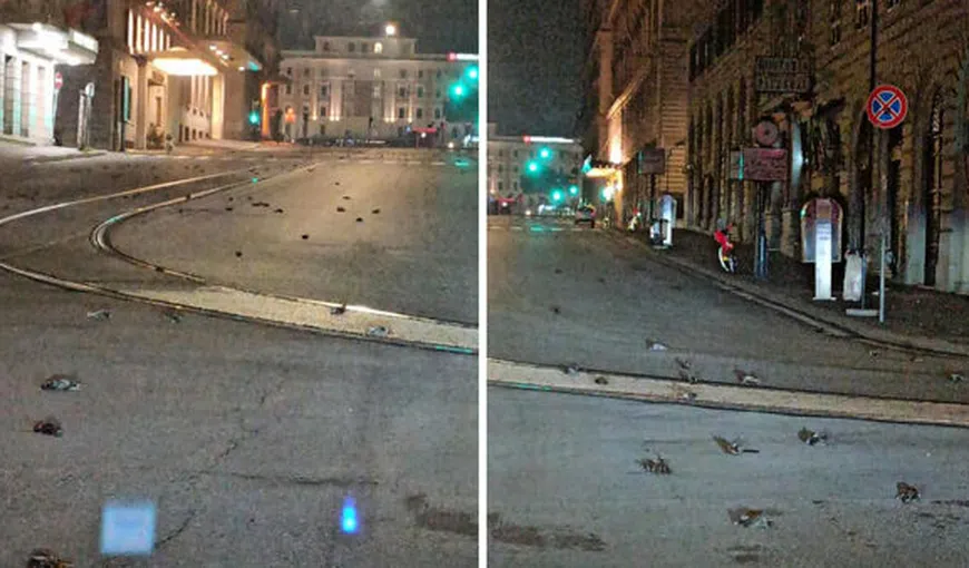 Privelişte oribilă la Roma, după noaptea de Revelion. Mii de păsări au murit din cauza focurilor de artificii VIDEO