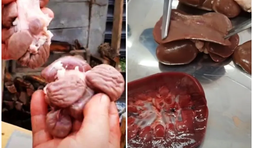Porcul cu 14 rinichi i-a şocat pe medicii veterinari. Animalul suferea de o malformaţie congenitală