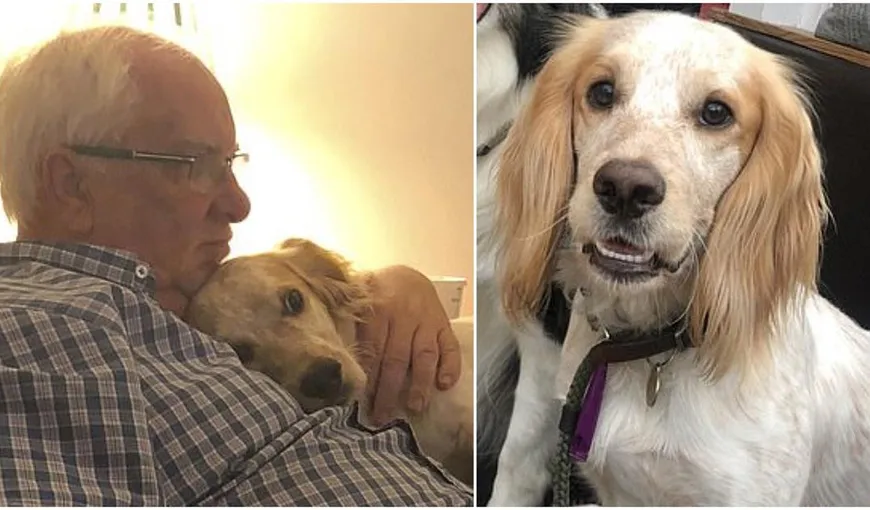 Un pensionar oferă o recompensă uriaşă pentru câinele furat. Patrupedul îl ajuta să scape de depresie