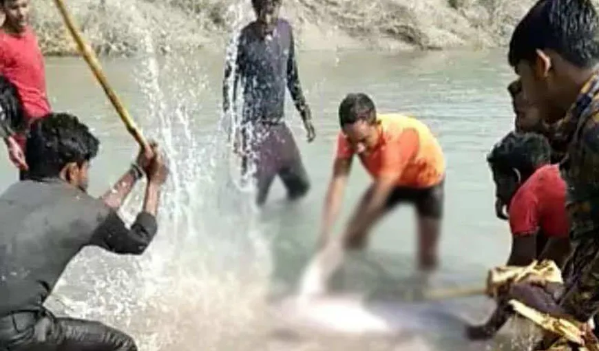 VIDEO Imagini revoltătoare, un delfin a fost omorât cu bâtele de câţiva tineri. Aceştia habar n-aveau cu ce animal au de-a face