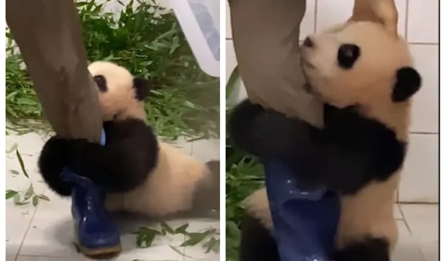 Un urs panda se agață de piciorul îngrijitorului și îl imploră să nu-l lase singur în cușcă. Imagini fabuloase!