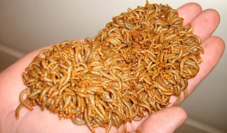 Viermele de făină, prima insectă declarată sigură pentru a fi mâncată