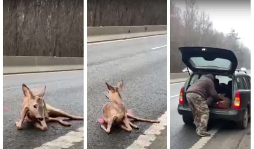 Imagini emoționante! Căprioară rănită de un șofer grăbit, abandonată în mijlocul șoselei