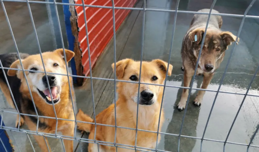 Războiul dintre Clotilde Armand şi Romprest riscă să facă victime colaterale: 750 de câini fără stăpân sunt în pericol să-şi piardă adăpostul