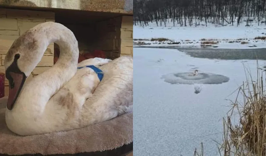 O lebădă prinsă în gheața unui râu din Suceava a fost salvată de un trecător