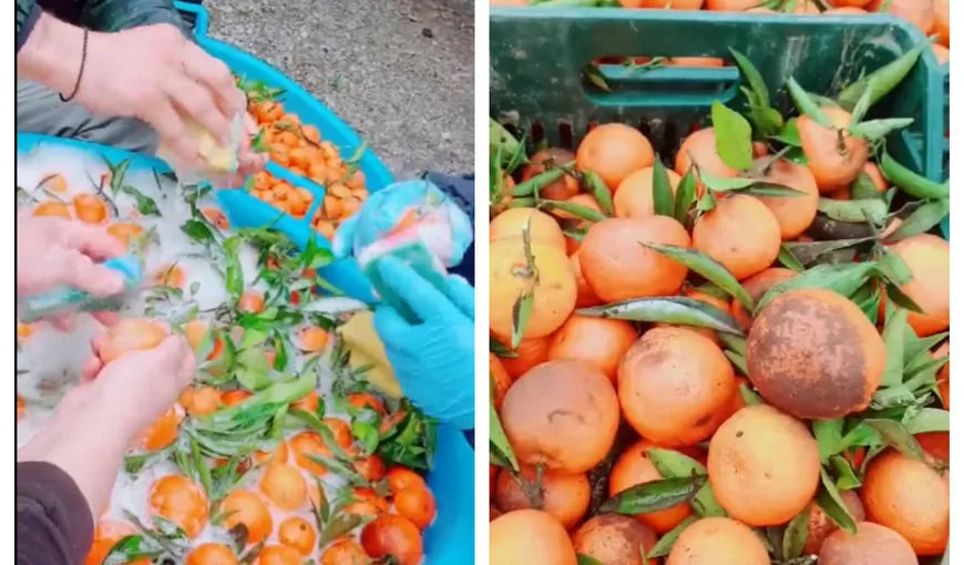 Mandarine spălate cu detergent de vase de românii care muncesc în Italia: „Ia uitați ce cumpărăm noi din piață”