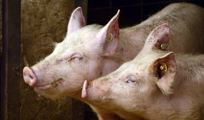 Gospodăriile cu mai mult de cinci porci devin exploataţii comerciale. Noi reguli pentru ţăranii români