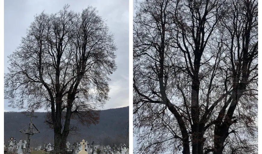 Teiul din Suceava, care ar putea deveni arborele anului în Europa, riscă să fie tăiat. Motivul este incredibil