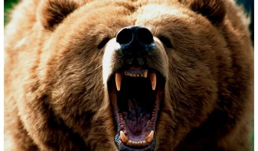 Alertă în Harghita din cauza unui urs. A fost emis primul mesaj RO ALERT din 2021