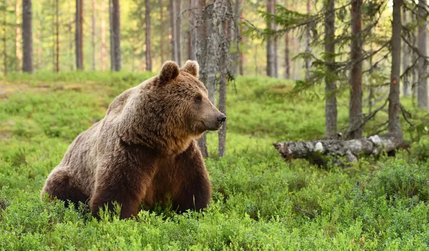 Preşedintele CJ Harghita, în Parlamentul European, privind problematica urşilor: „Trebuie asigurate condiţiile pentru protecţia vieţii umane, siguranţa publică şi prevenirea daunelor”