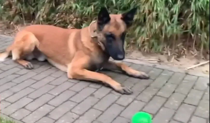 Cel mai bun câine din Belgia folosit pentru depistarea persoanelor infectate cu coronavirus, antrenat în România