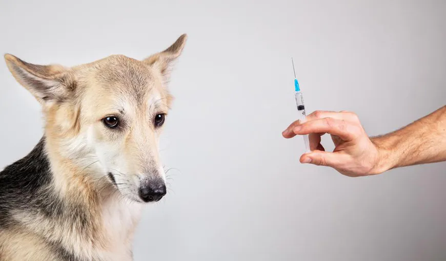 A fost înregistrat primul vaccin anti-Covid pentru animale, din lume. Subiecţii din teste au dezvoltat anticorpi în proporţie de 100%