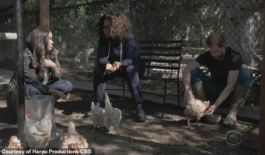 Oprah, în vizită la „ferma” de găini a micuţului Archie, fiul prinţului Harry. Imagini inedite din interviu VIDEO