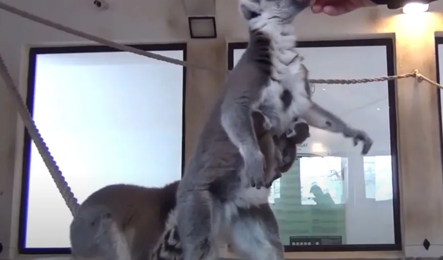 Premieră la Zoo Sibiu. S-a născut o pereche de gemeni lemurieni. „E o raritate” VIDEO