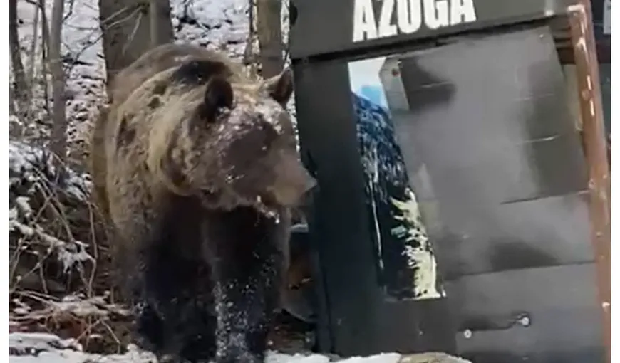 Alertă în Azuga. O ursoaică cu pui a intrat în mai multe gospodării