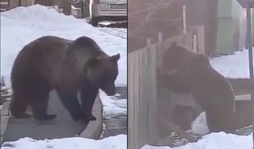 Clipe de panică în Azuga! Un urs a încercat să dărâme gardul unei case! Cum a fost alungat