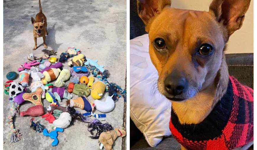 El e Frank, cel mai priceput căţel – hoţ. Stăpânii au descoperit că a furat sute de jucării de la alte animale. „Le-am găsit ascunse printre tufişuri, îngropate în noroi”