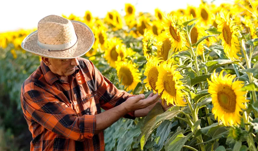 România este cel mai mare producător de floarea-soarelui din Uniunea Europeană pentru al cincilea an la rând