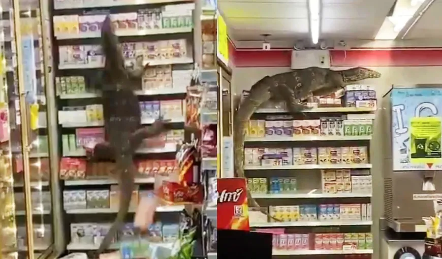 Panică uriașă într-un magazin alimentar! O șopârlă gigantică a distrus totul. Imagini șocante!