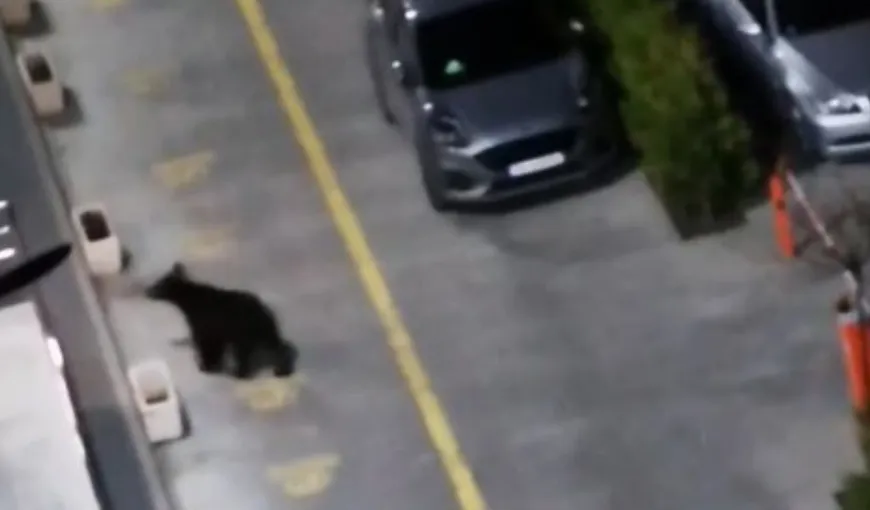 Alertă în Braşov. Un urs a fost surprins în apropierea unui mall din oraş. Jandarmii au intervenit