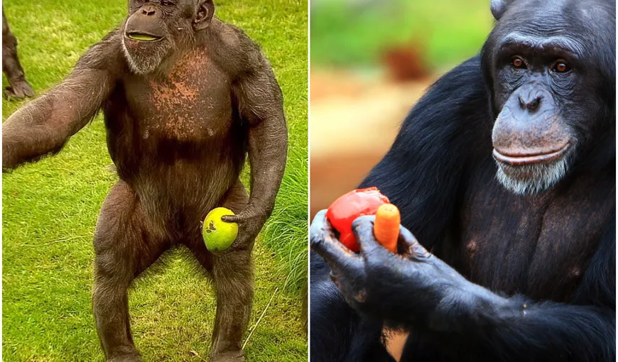 Încă o dovadă a faptului că omul se trage din maimuţă! Oamenii de știință au descoperit similitudini între gesturile făcute de cimpanzei şi de oameni
