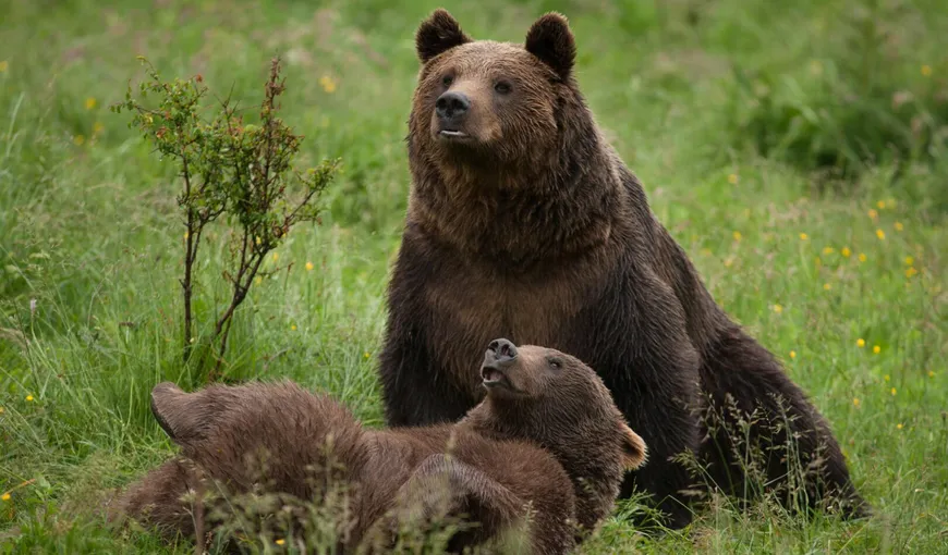 Senator UDMR: „Urşii, un pericol real. Niciun animal nu valorează cât o viaţă de om”