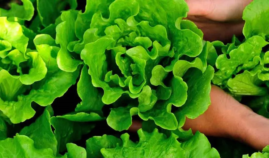 Salata verde, beneficii uimitoare pentru sănătate. Te scapă de insomnii şi durerile de cap fără să te îngraşe
